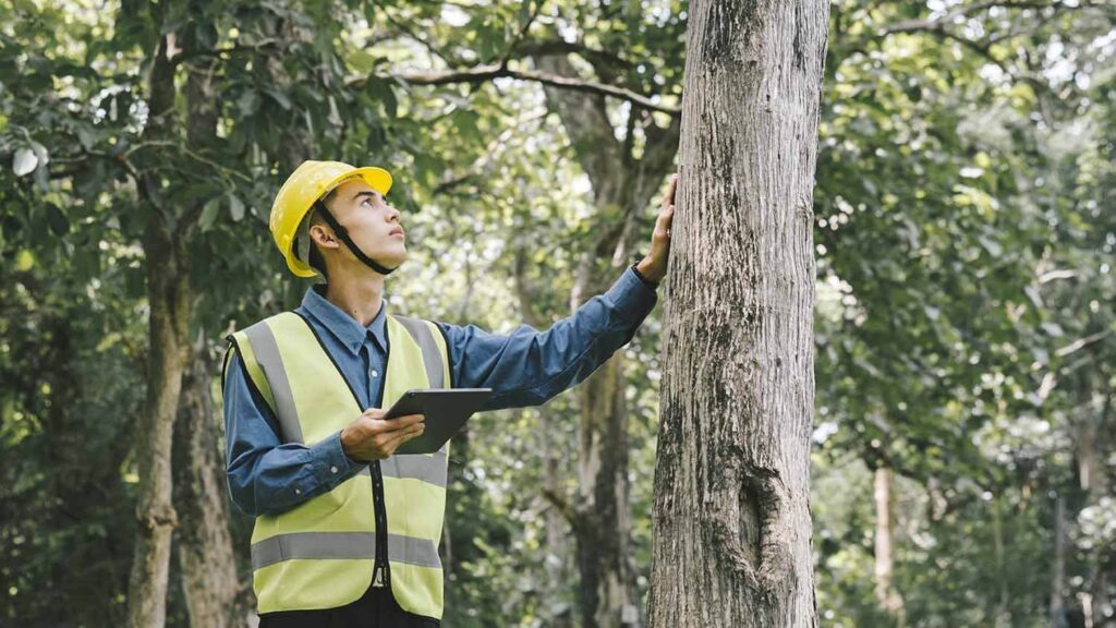 Arborist Reports